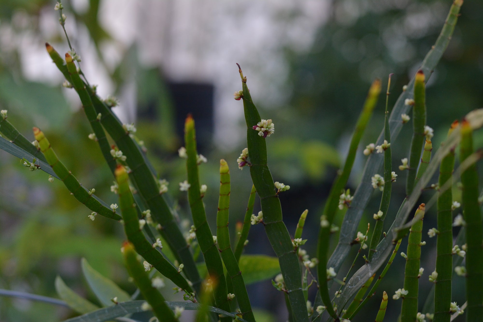 Homalocladium platycladum 4" pot