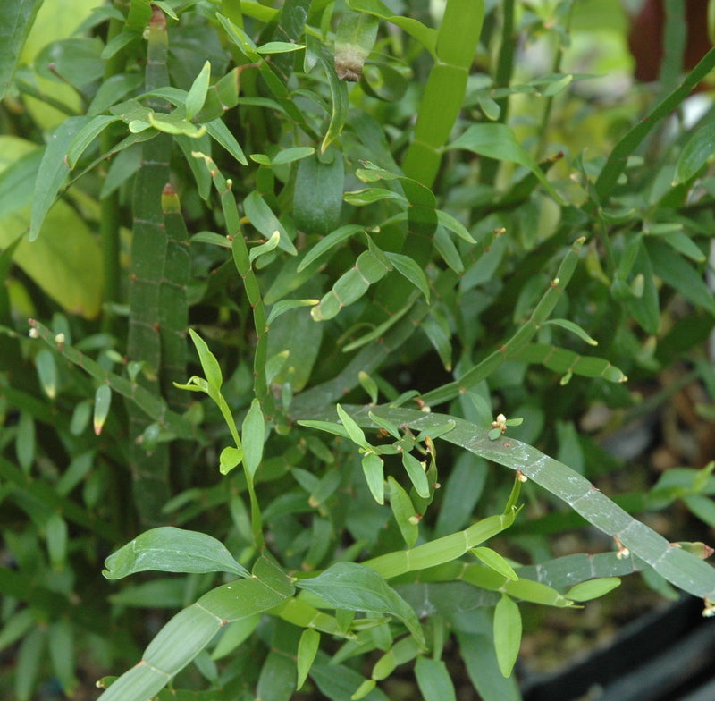 Homalocladium platycladum 4" pot