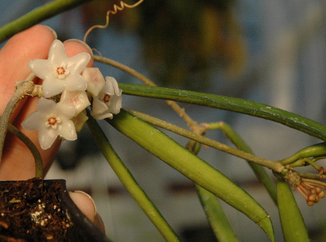Hoya longifolia 4" pot
