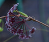 Hoya pubicalyx 'Royal Hawaiian Purple' 4" pot