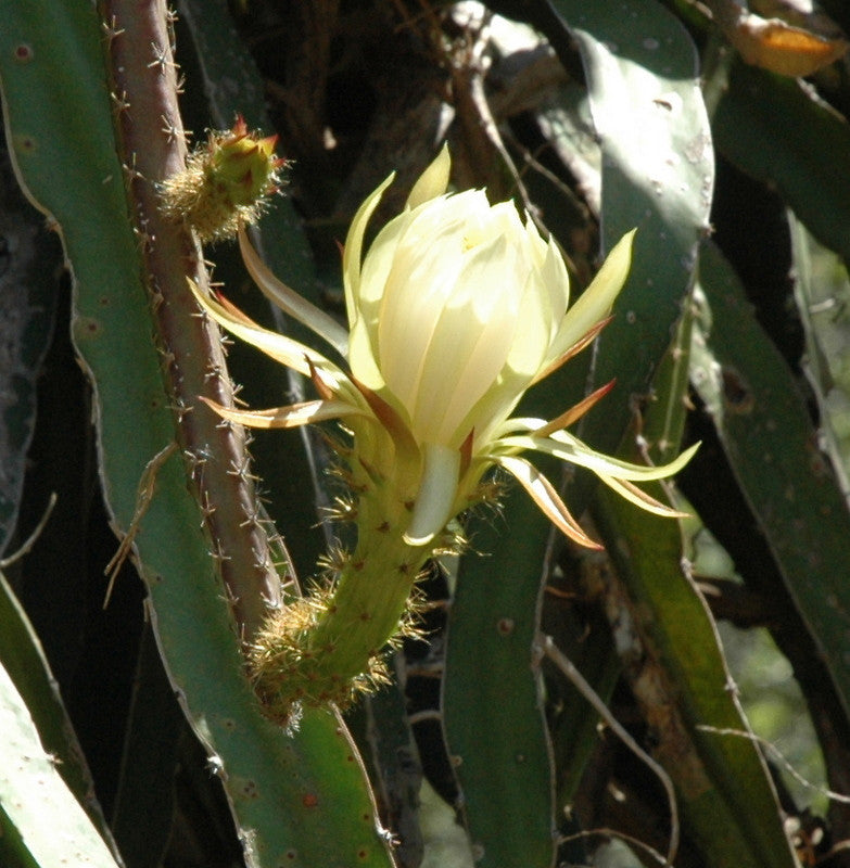 Hylocereus undatus cutting