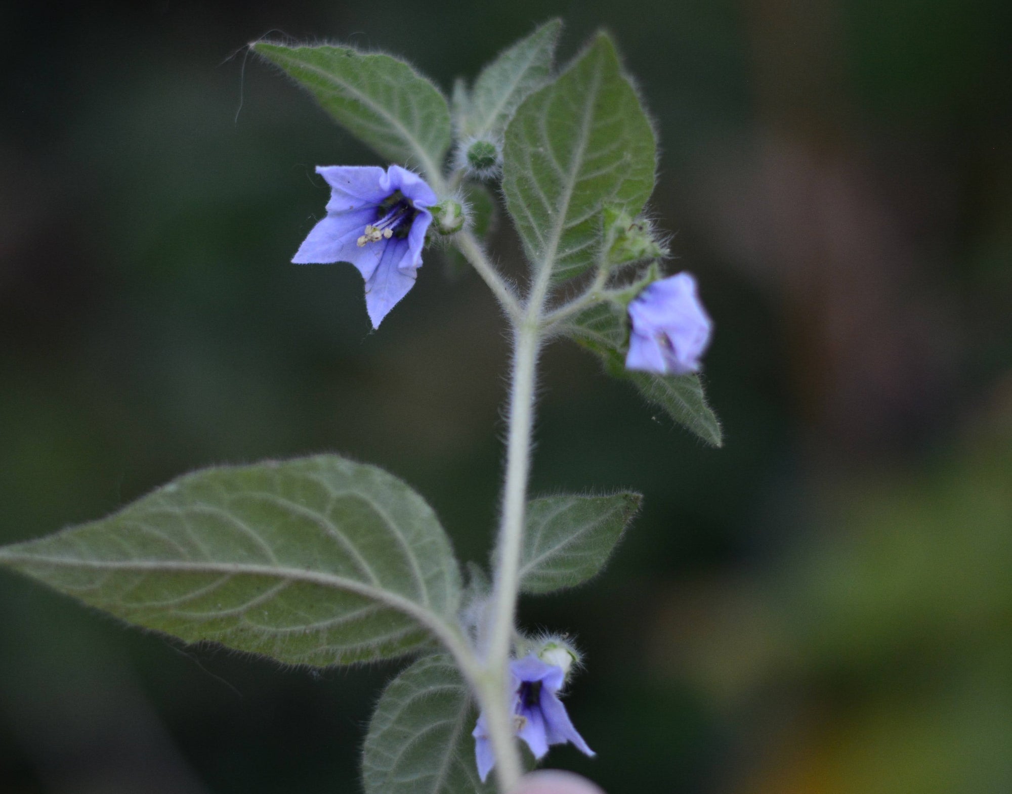Jaltomata sinuosa 4" pot