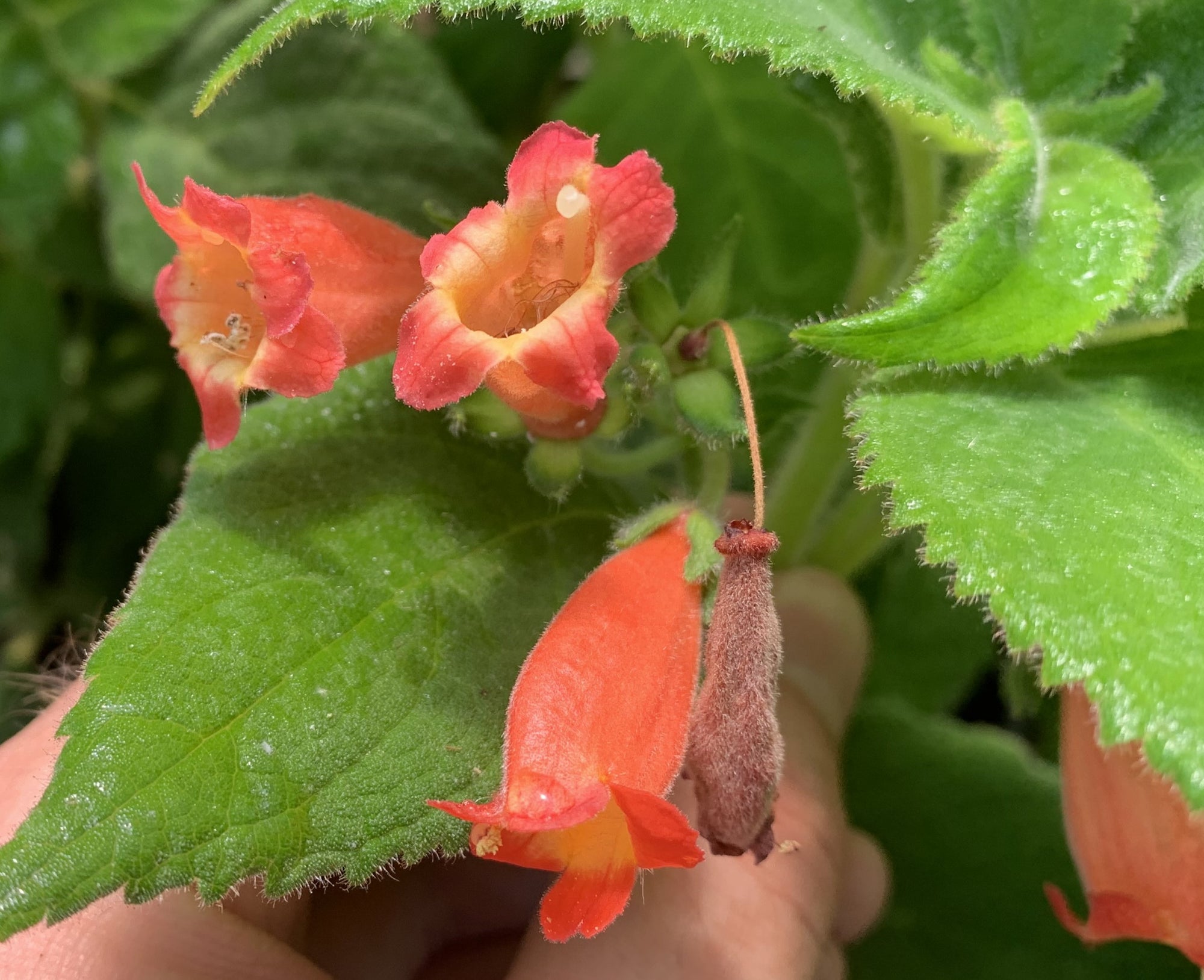 Moussonia elegans 4" pot