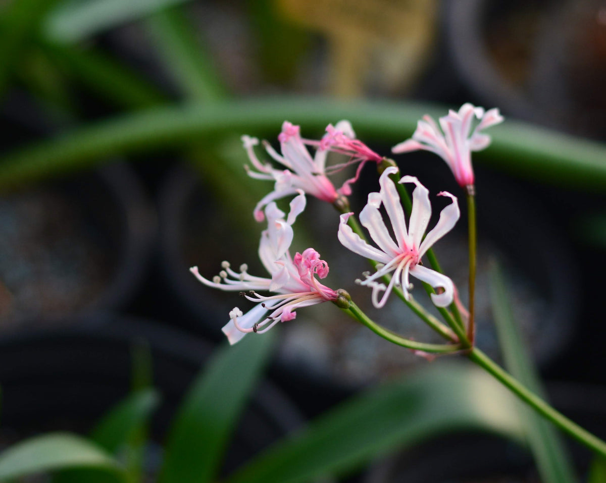 Nerine humilis bloom size bulb - Grassy Knoll Plants