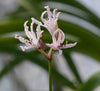 Nerine humilis bloom size bulb