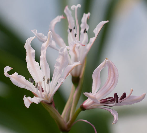 Nerine humilis bloom size bulb