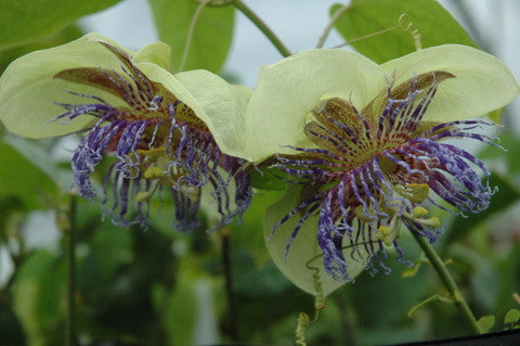 Passiflora serrulata 4" pot