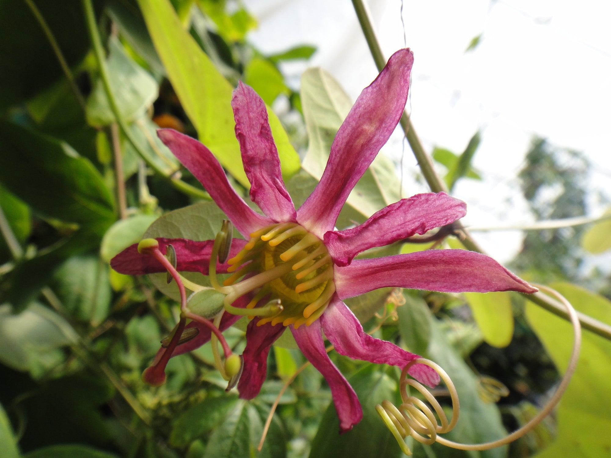 Passiflora 'Fledermouse' 4" pot