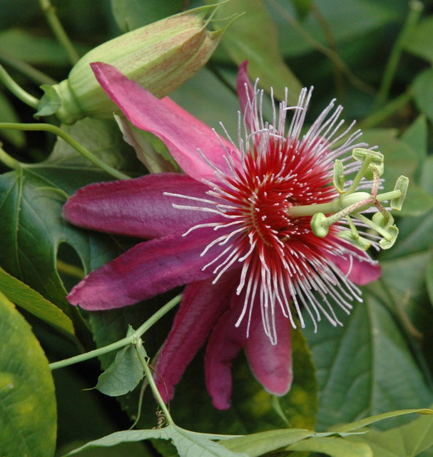 Passiflora 'Anastasia' 4" pot