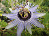 Passiflora 'Blue Bouquet' 4" pot