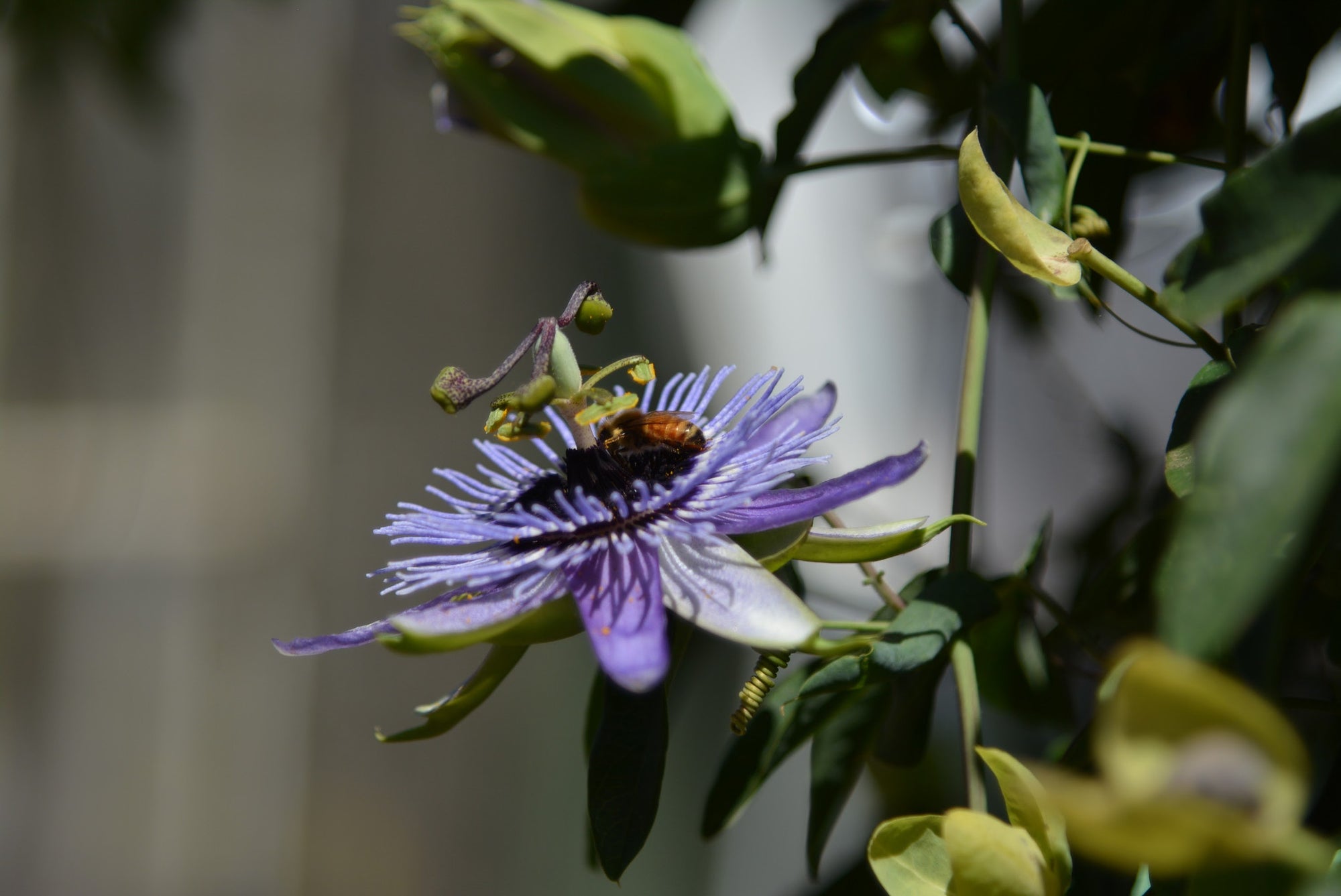 Passiflora 'Blue Bouquet' 4" pot