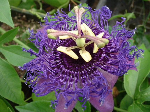 Passiflora caerulea Pot de 5 litres ? 80/100 cm Couleur floraison Blue Size  Pot de 5 litres – 80/100 cm