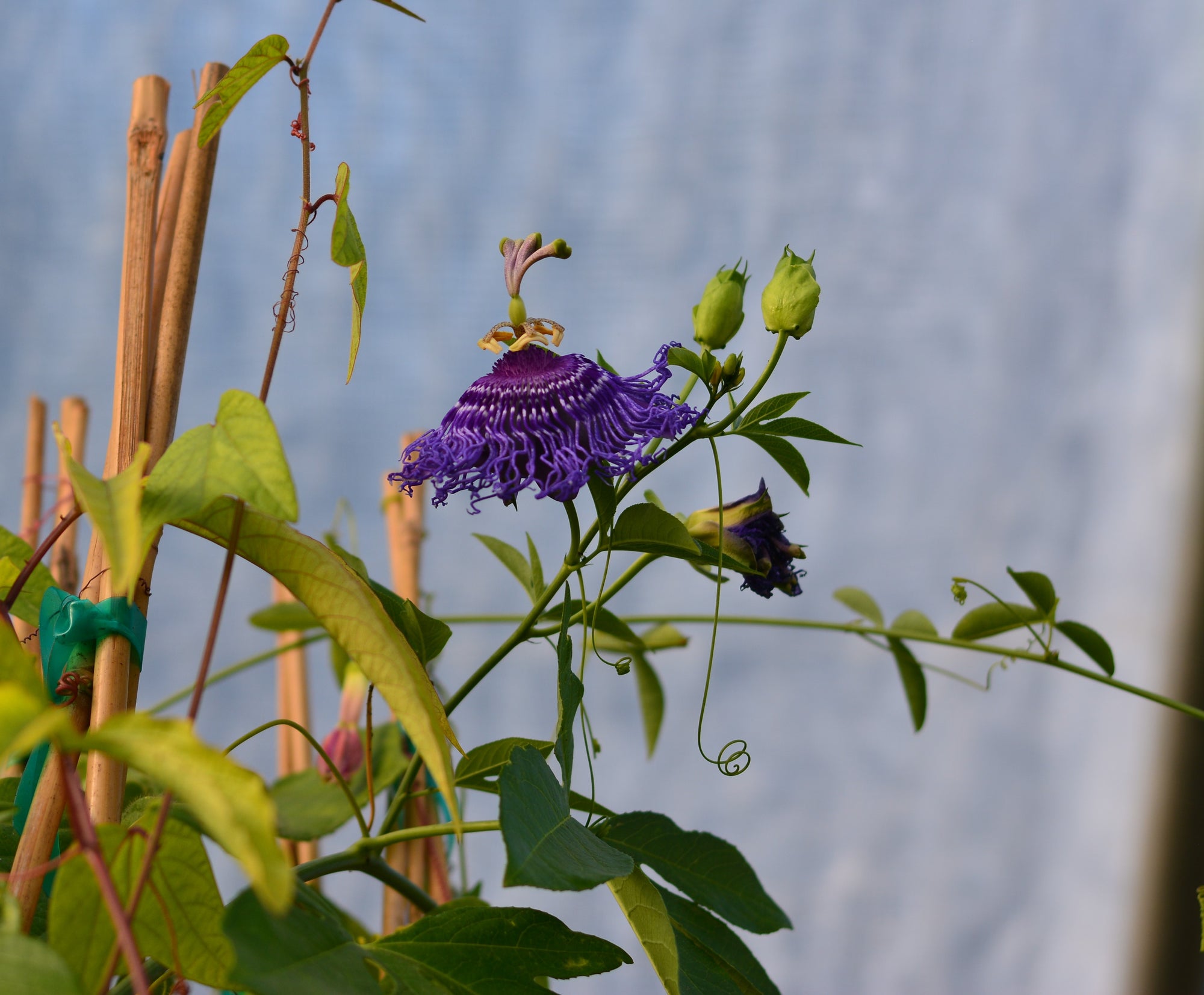 Passiflora 'Blue Velvet' 4" pot