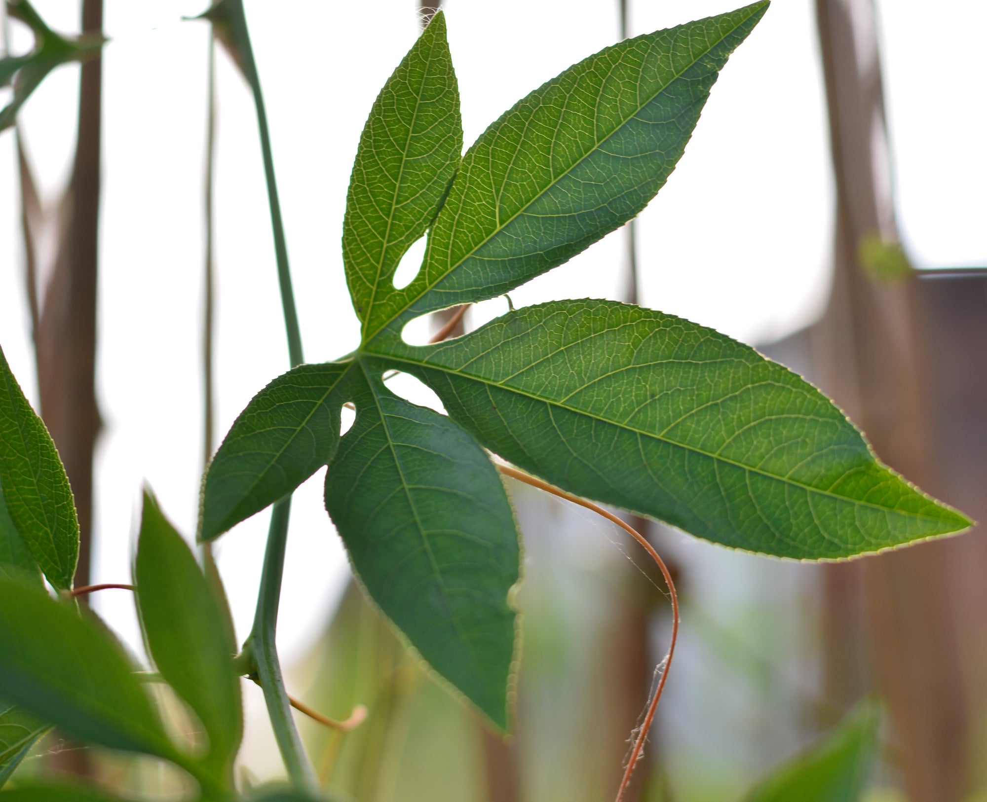 Passiflora 'Blue Velvet' 4" pot