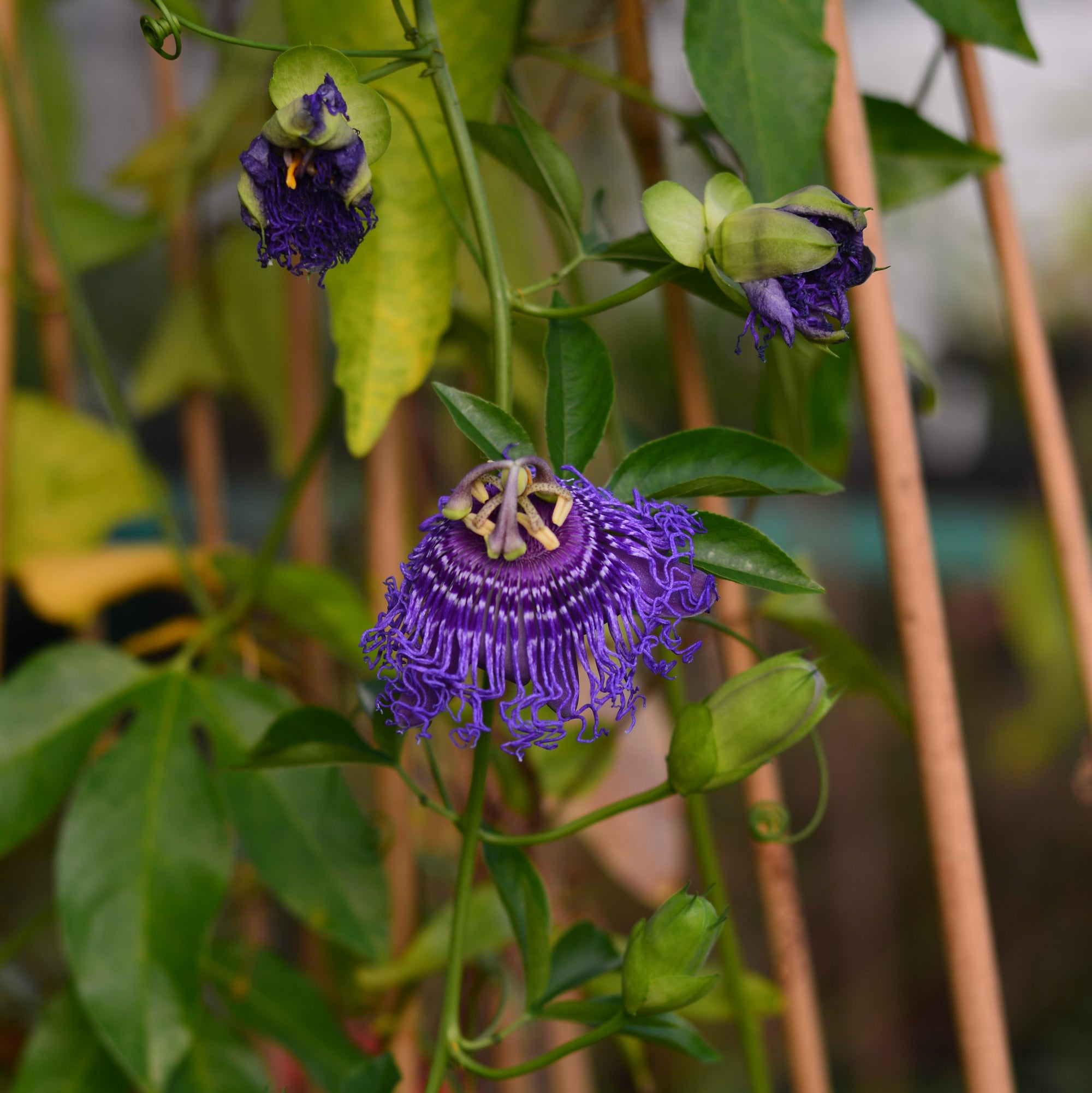 Passiflora 'Blue Velvet' 4" pot
