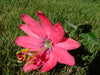Passiflora 'Donna Brigham' 4" pot
