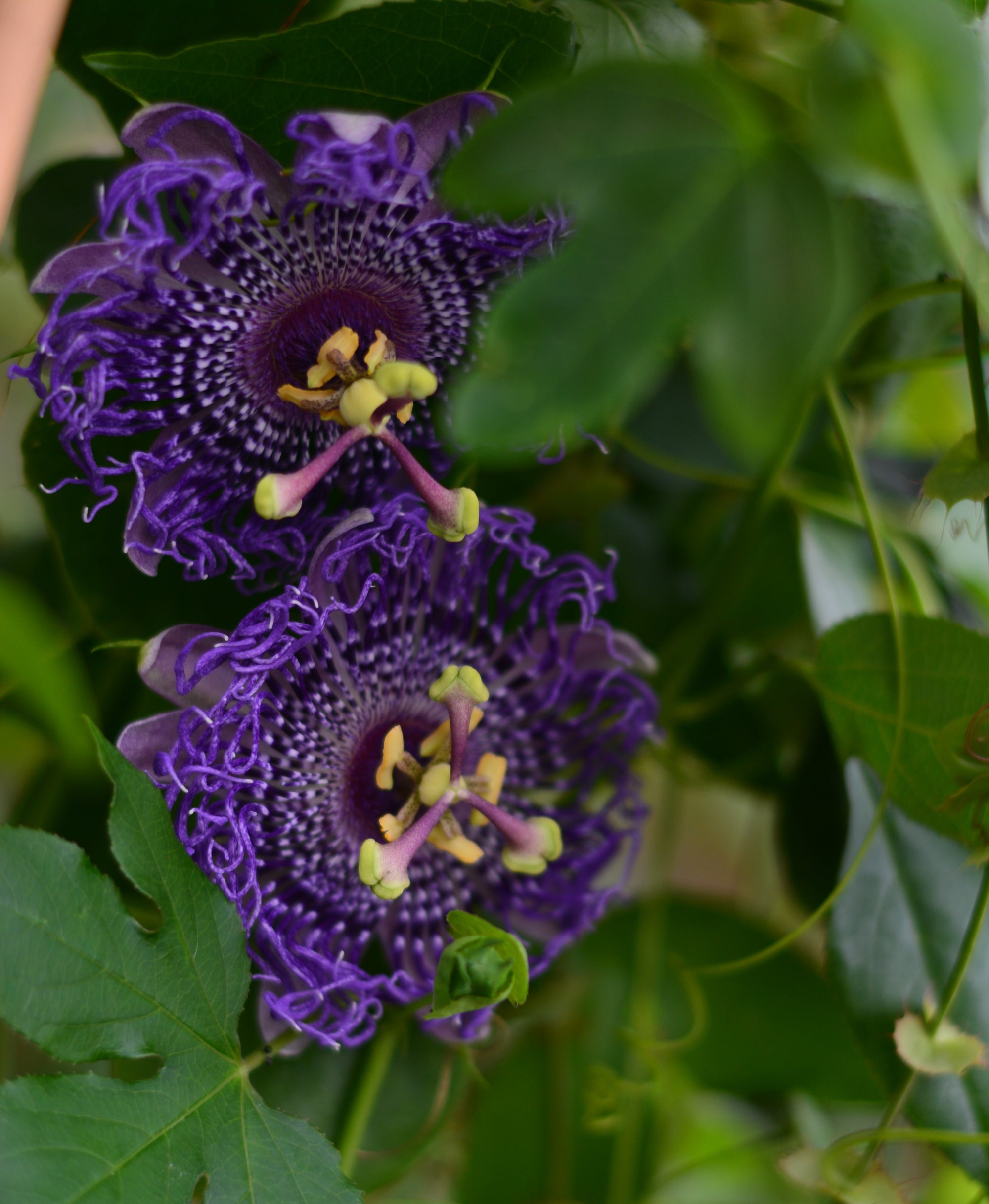 Passiflora 'Fata Confetto'