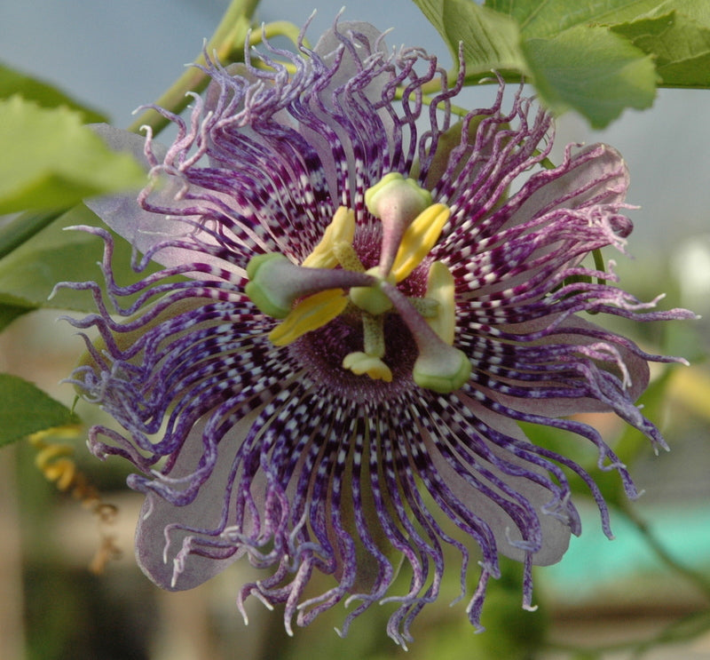 Passiflora 'Fata Confetto'