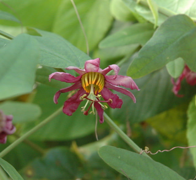 Passiflora 'Fledermouse' 4" pot