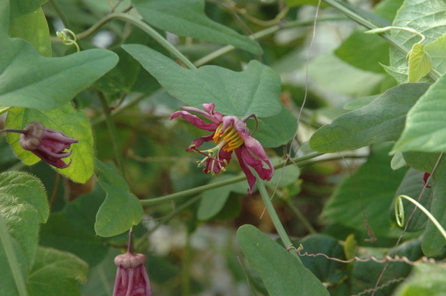 Passiflora 'Fledermouse' 4" pot
