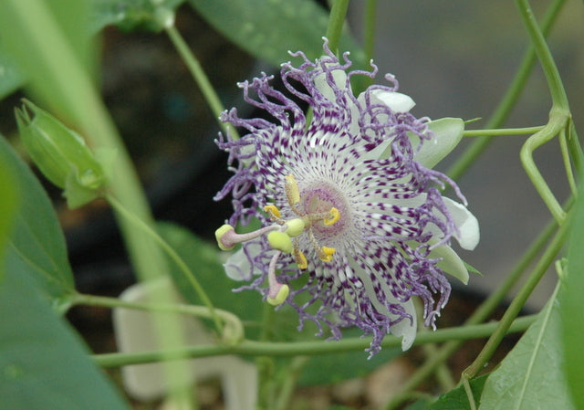 Passiflora 'Guglielmo Betto' 4" pot