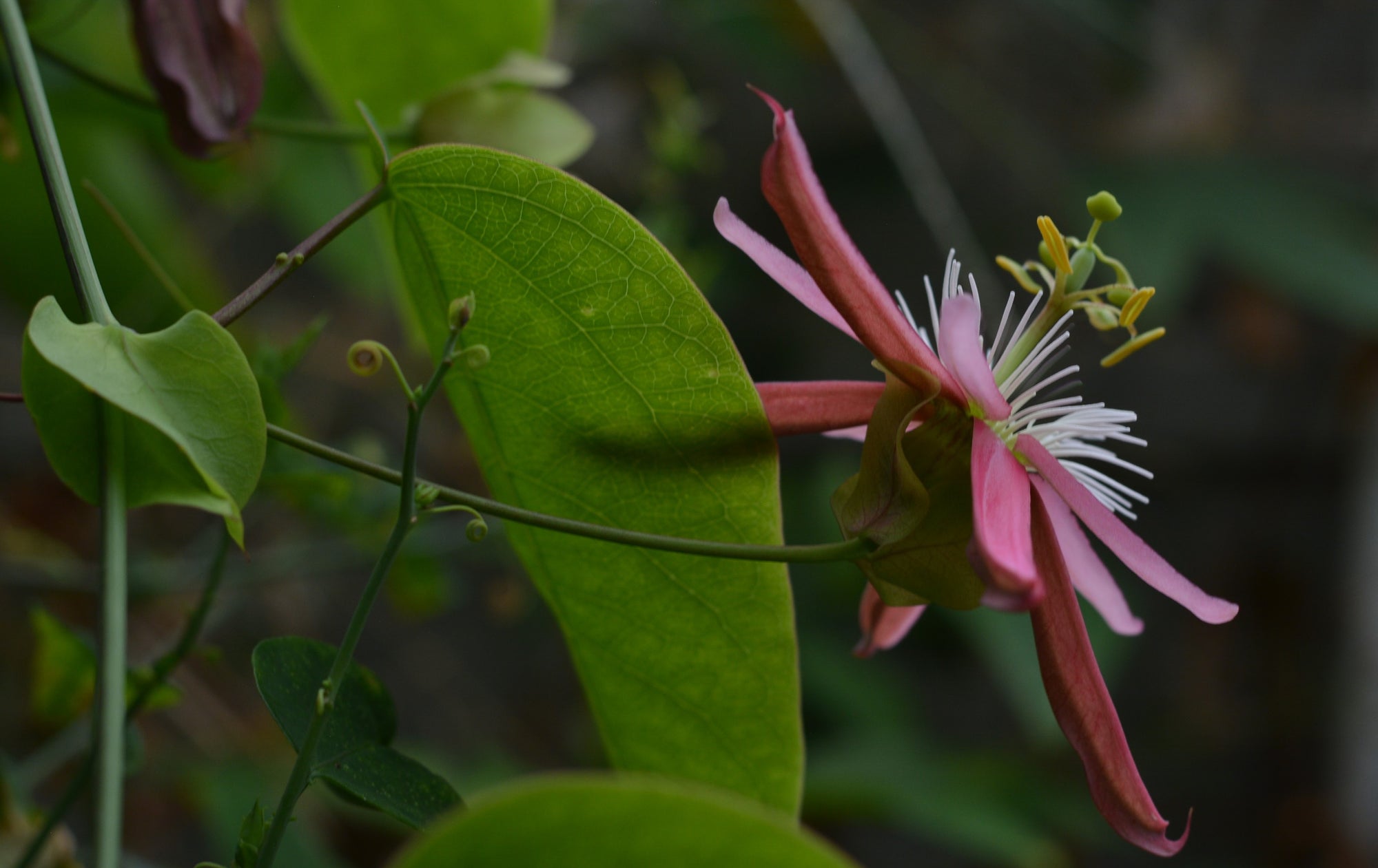 Passiflora 'Kew Gardens' 4" pot