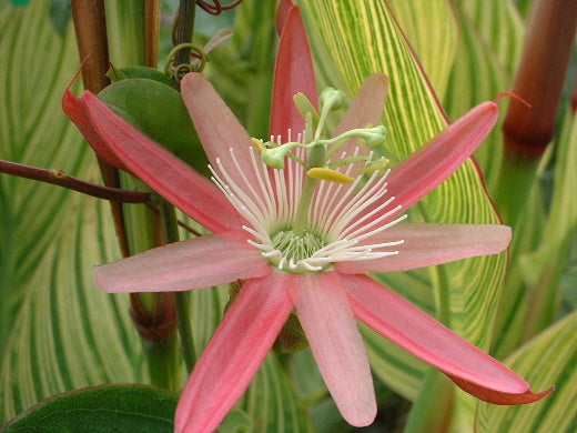 Passiflora 'Kew Gardens' 4" pot