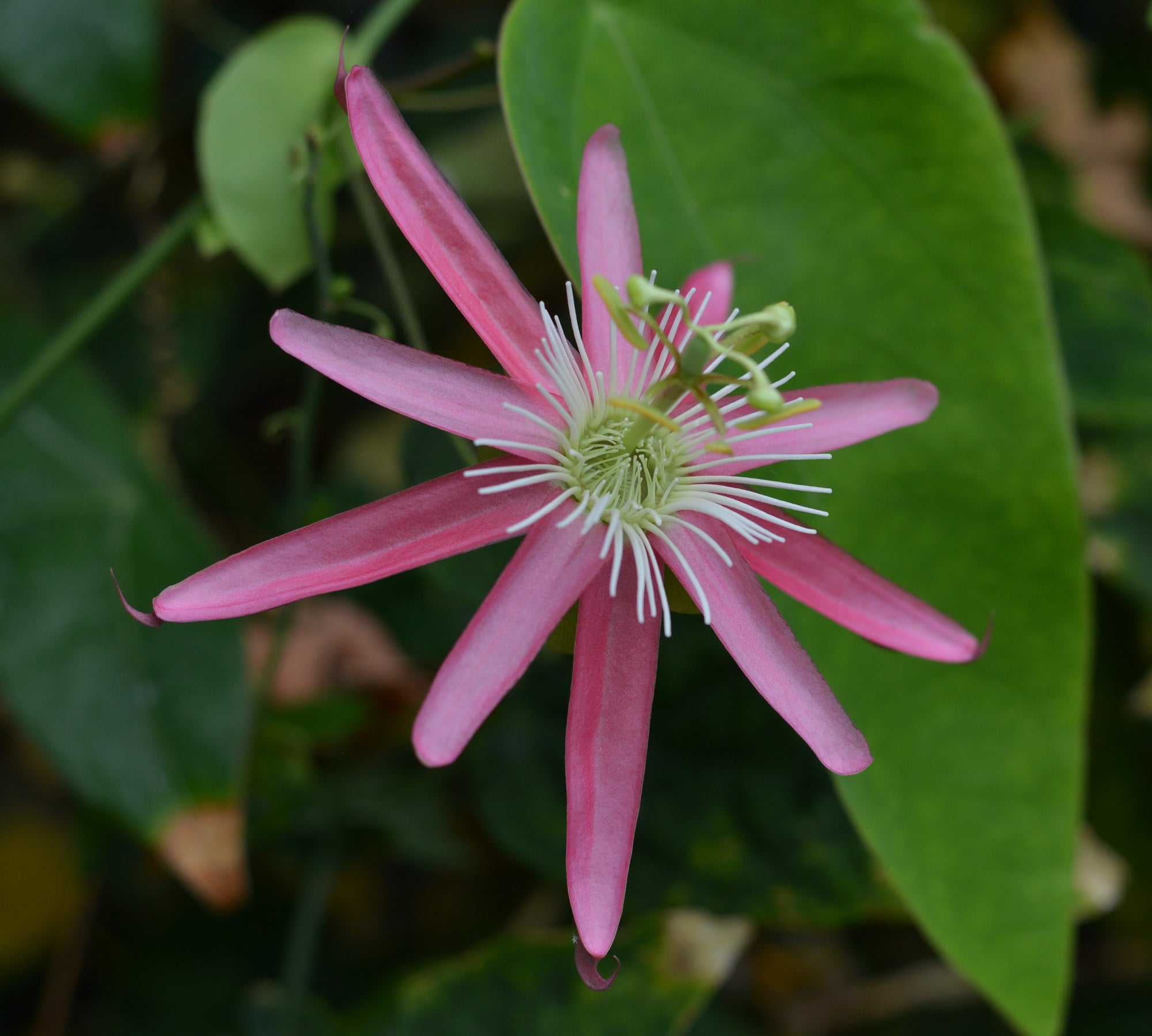 Passiflora 'Kew Gardens' 4" pot