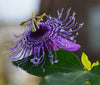 Passiflora 'La Lucchese' 4" pot