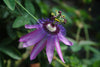 Passiflora 'Lavender Lady' 4" pot