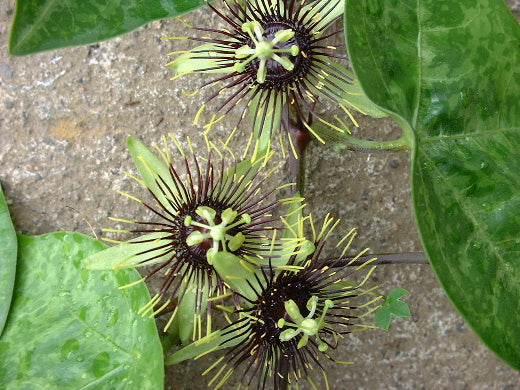 passiflora colinvauxii house plant Passiflora colinvauxii 4" pot