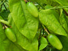 Passiflora serratifolia fruit