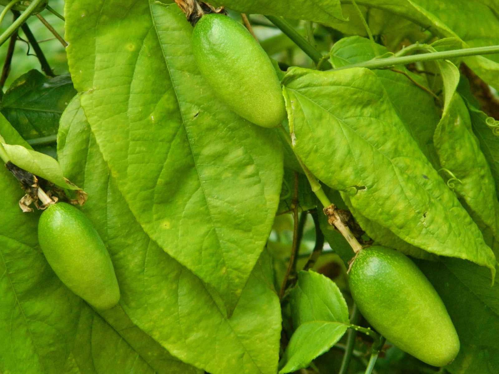 Passiflora serratifolia fruit