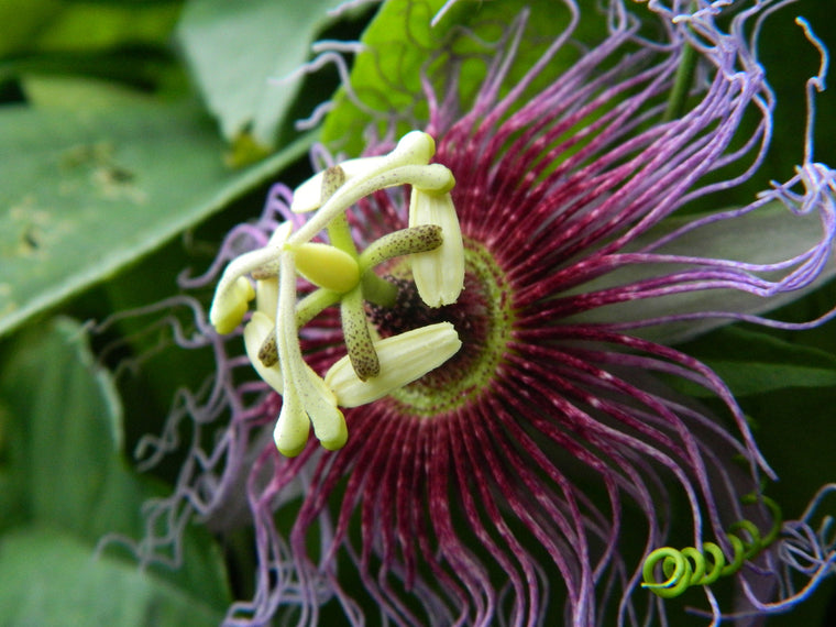 Passiflora serratifolia