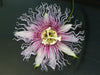 Passiflora serratifolia (top view)