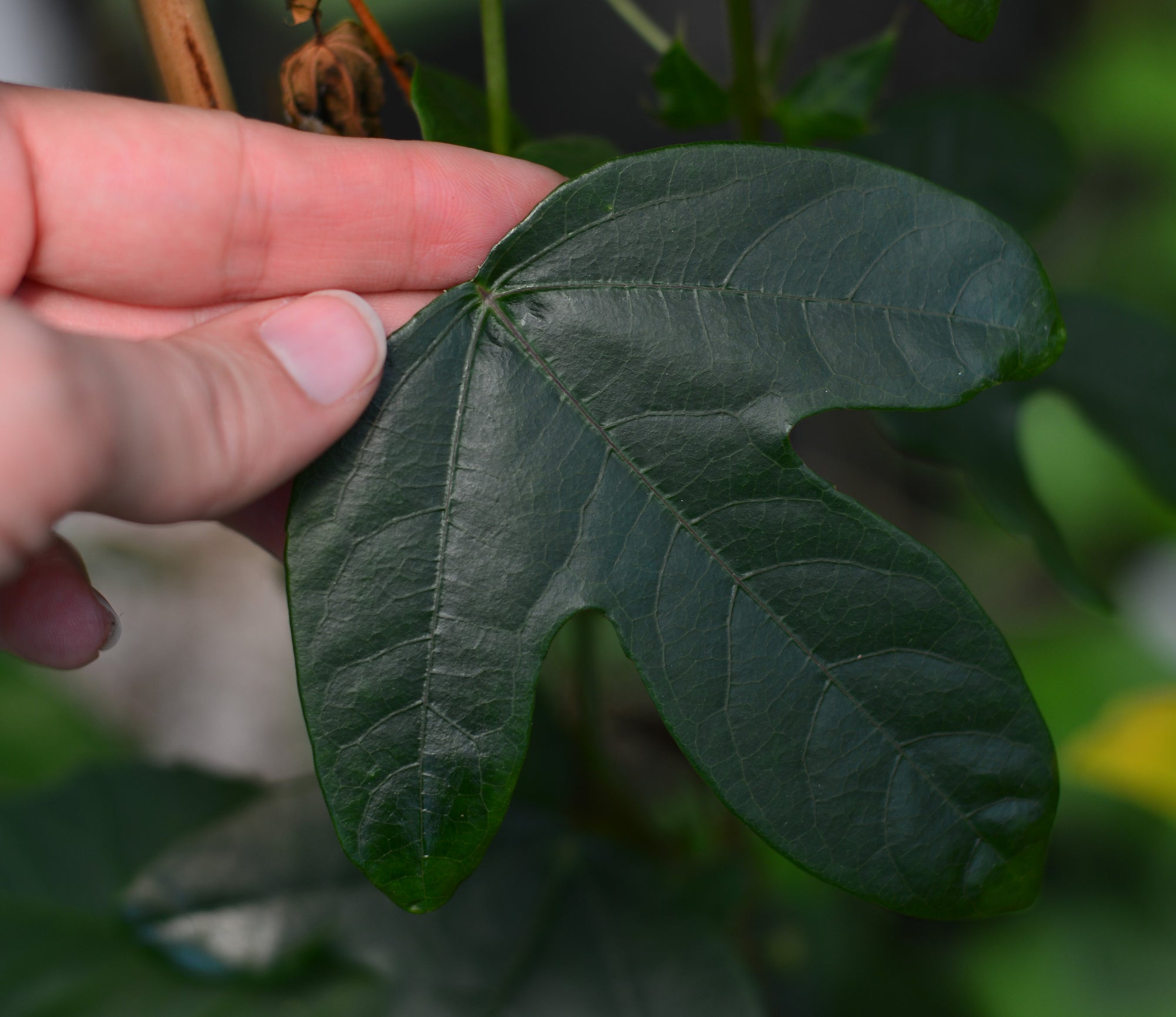 Passiflora 'Thuraia' 4" pot