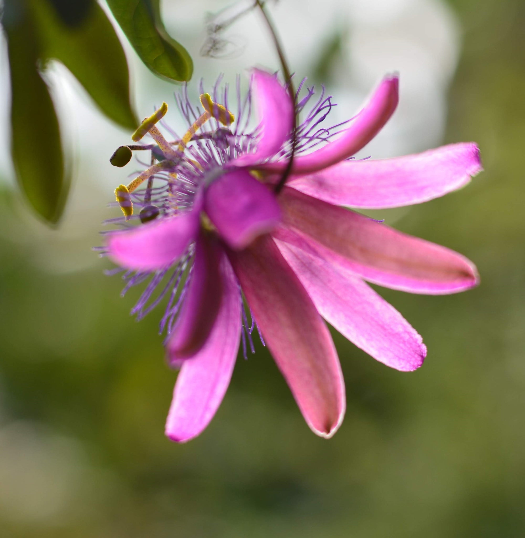 Passiflora 'Thuraia' 4" pot