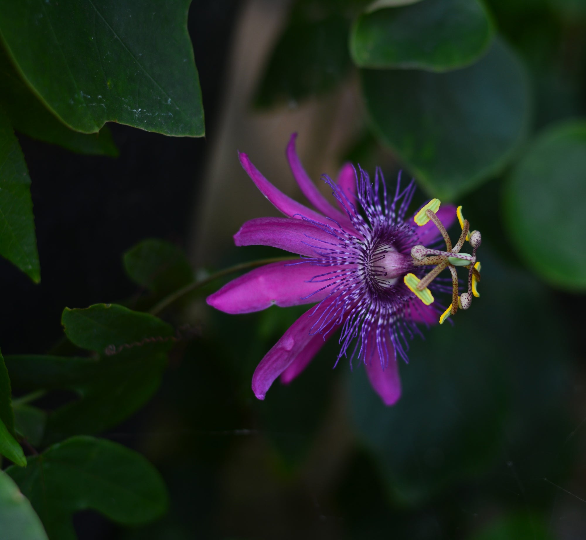 Passiflora 'Thuraia' 4" pot