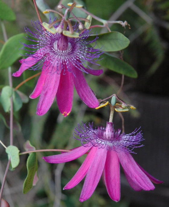 Passiflora 'Thuraia' 4" pot