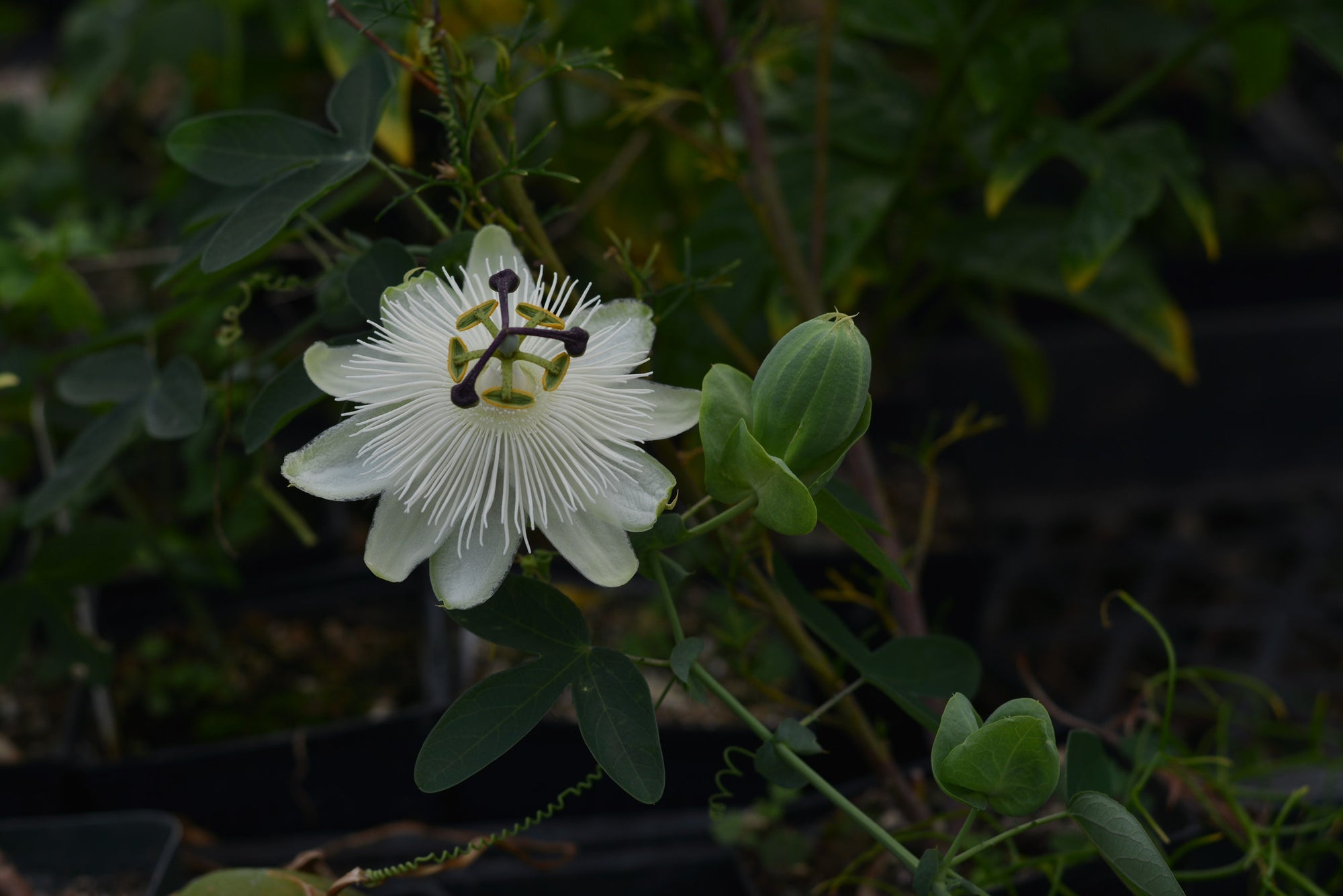 Passiflora 'White Wedding' 4" pot