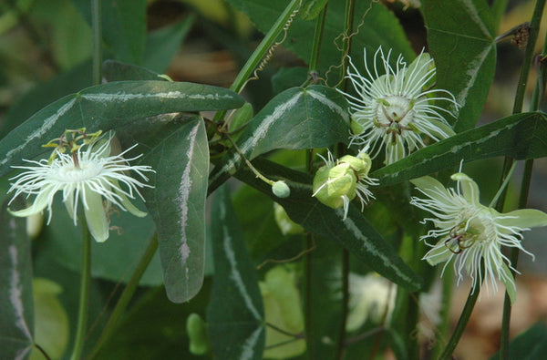 Passiflora amalocarpa 4" pot