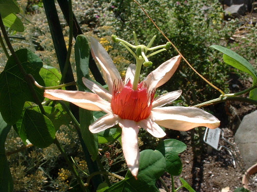 Passiflora aurantia samoensis 4" pot