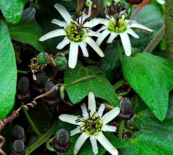 Passiflora bogotensis 4" pot