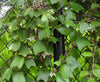 Passiflora bogotensis 4" pot