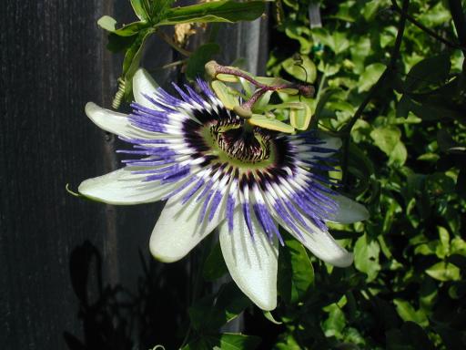 Passiflora caerulea 4" pot