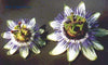 Passiflora caerulea 'Clear Sky' 4" pot