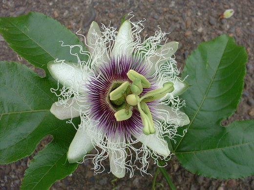 Passiflora edulis 'Barcelona' 4" pot