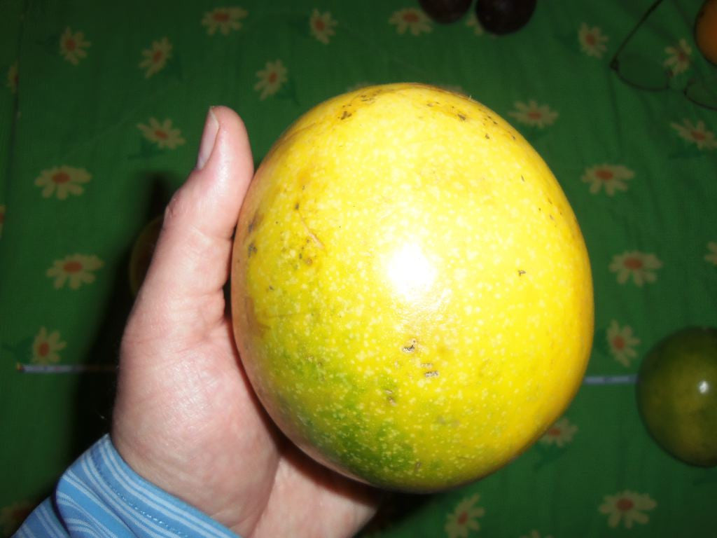 Passiflora edulis flavicarpa 4" pot