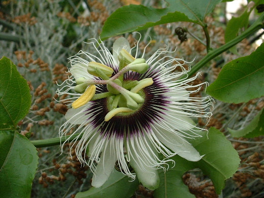 Passiflora edulis flavicarpa 4" pot