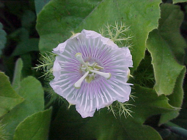 Passiflora foetida 4" pot